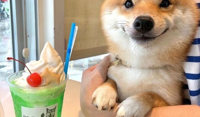 Yemek görünce yüzü gülüyor… Fenomen oldu!