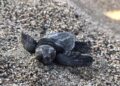 Çıralı’da 3 bin 100 caretta caretta denizle buluştu