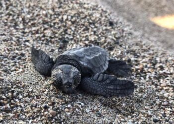 Çıralı’da 3 bin 100 caretta caretta denizle buluştu