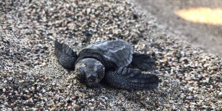 Çıralı’da 3 bin 100 caretta caretta denizle buluştu