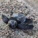 Çıralı’da 3 bin 100 caretta caretta denizle buluştu