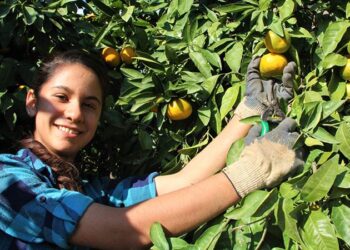 Gümüldür mandalinası coğrafi işaret aldı