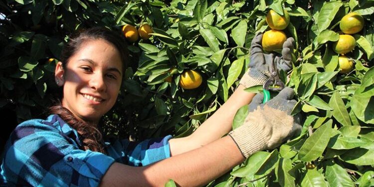 Gümüldür mandalinası coğrafi işaret aldı