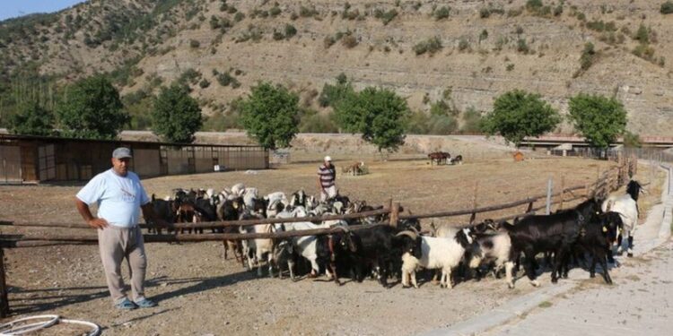 Hiç görmeden aldığı araziyi çiftliğe dönüştürdü