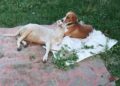 Köpekle kuzunun sevimli dostluğu
