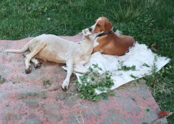 Köpekle kuzunun sevimli dostluğu