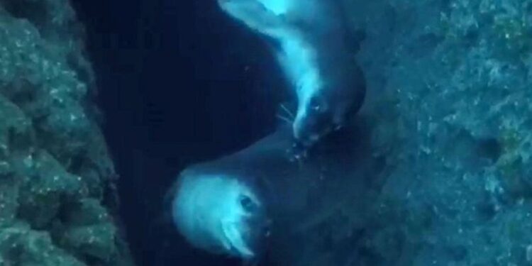 Akdeniz foklarının ‘aşk dansı’