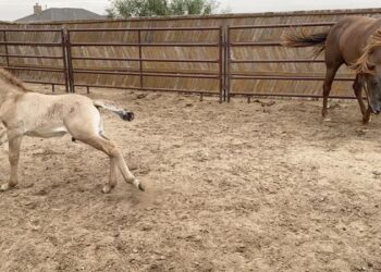 Nesli tükenmekte olan Moğol yaban atı ilk kez klonlandı