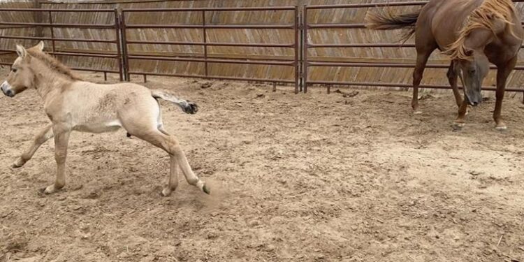 Nesli tükenmekte olan Moğol yaban atı ilk kez klonlandı