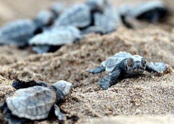 Belek’te caretta caretta yuva sayısı 3 bin 200’e ulaştı