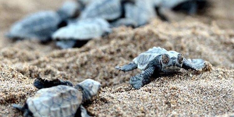 Belek’te caretta caretta yuva sayısı 3 bin 200’e ulaştı