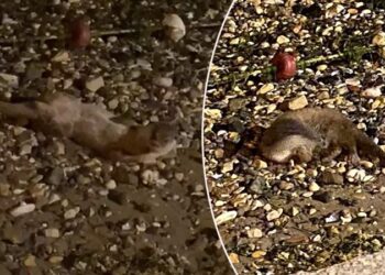 Nesli tükenen su samuru Bursa’da görüntülendi