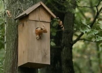 Kuş yuvasını mesken tuttular
