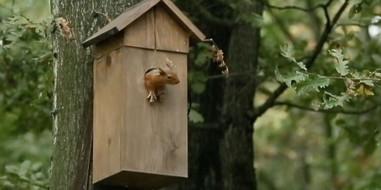 Kuş yuvasını mesken tuttular