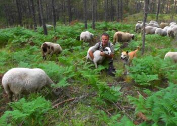 Ankara’da müdürdü, köyüne dönüp hayvan yetiştiricisi oldu