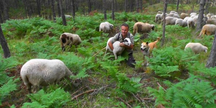 Ankara’da müdürdü, köyüne dönüp hayvan yetiştiricisi oldu