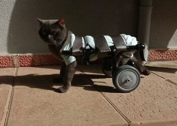 Fabrika işçisi engelli hayvanların yürüyebilmesi için yürüteç tasarlıyor