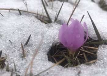 Kardelenler görsel şölen oluşturdu