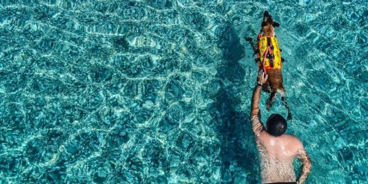 Türkiye’nin ilk cankurtaran köpeği Fox