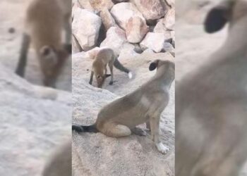 Tunceli’de köpek ile tilkinin dostluğu kameraya yansıdı