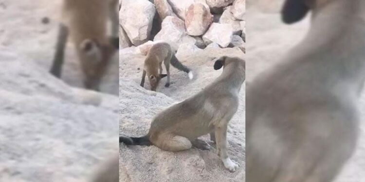 Tunceli’de köpek ile tilkinin dostluğu kameraya yansıdı