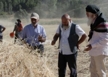 Tükenmesin diye köy köy gezip buğday dağıtıyor
