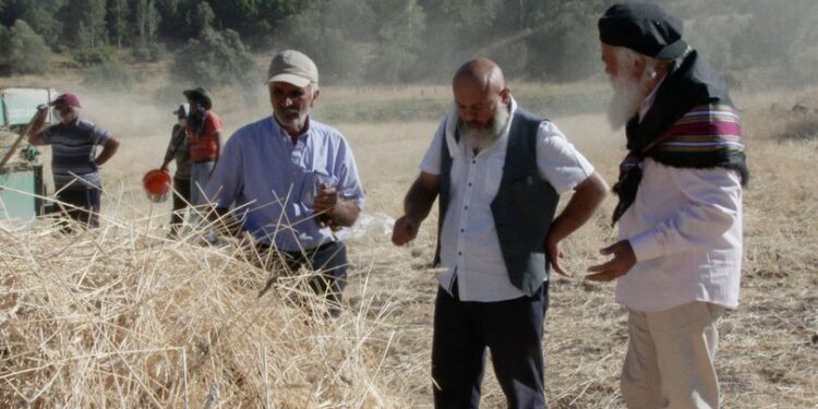 Tükenmesin diye köy köy gezip buğday dağıtıyor