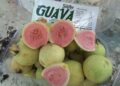Meyvelerin kral ve kraliçesi guava artık Silifke’de de üretiliyor