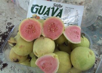 Meyvelerin kral ve kraliçesi guava artık Silifke’de de üretiliyor