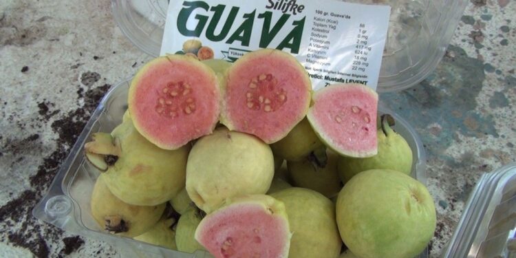 Meyvelerin kral ve kraliçesi guava artık Silifke’de de üretiliyor