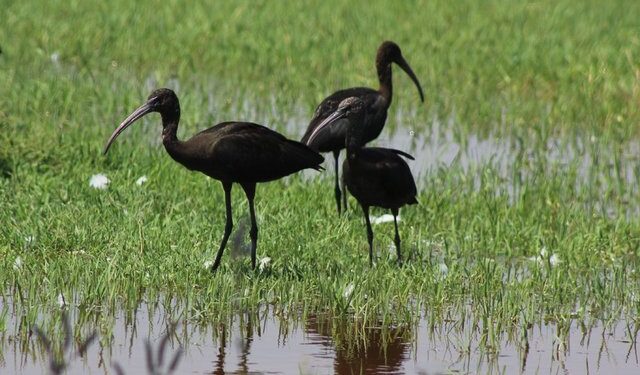Kuş türlerinin yaşam alanı oldu