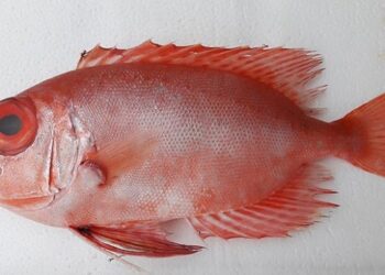 Türkiye’de ilk defa ‘mandagöz’ görüldü