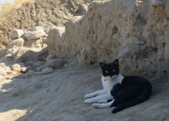 Kazı alanından çıkartılıp hayata döndürülen kedi: Mokali