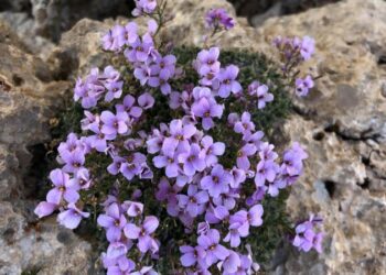Neslinin tükendiği sanılan ‘Bakır kazteresi’ sosyal medya sayesinde bulundu