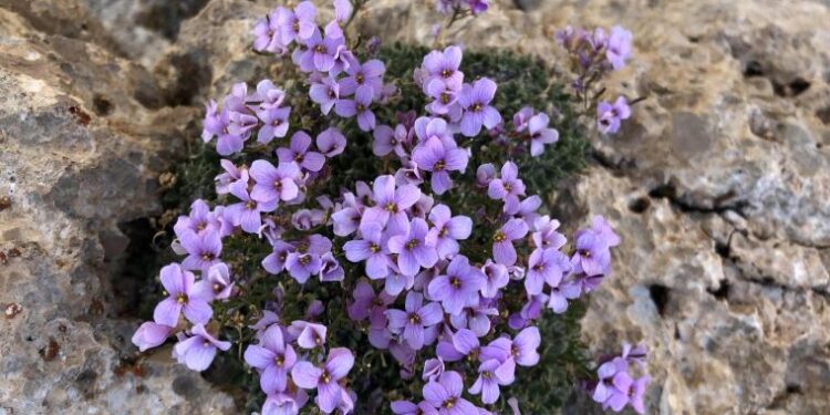 Neslinin tükendiği sanılan ‘Bakır kazteresi’ sosyal medya sayesinde bulundu