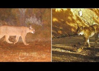 Yeri sır gibi saklanıyor! Dünyada bir ilk…