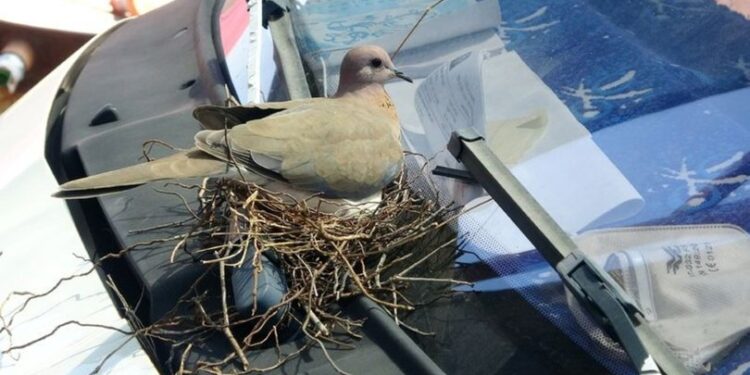 Kumruların yuva yaptığı kamyonetini kullanmıyor