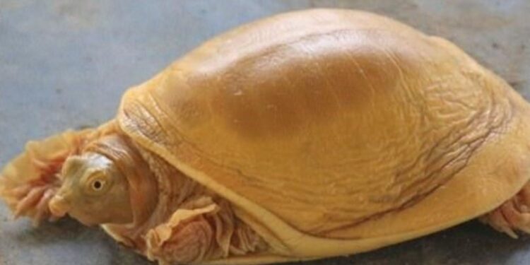 Dünyanın 5´inci altın renkli kaplumbağası bulundu