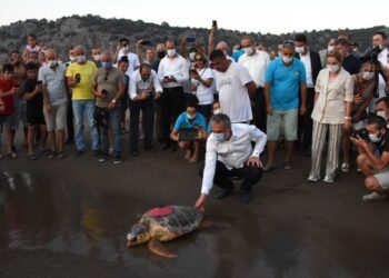 Tedavi edilen 4 caretta caretta denizle buluştu