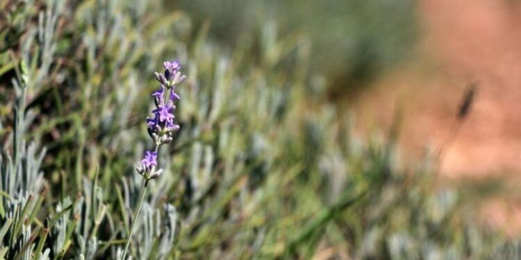 Çöp atılan araziyi lavanta bahçesine dönüştürdü