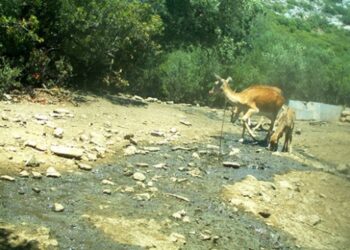 Alageyikler M.Ö. 6. yüzyıldan günümüze Aydın’daki Milli Park alanında yaşıyor