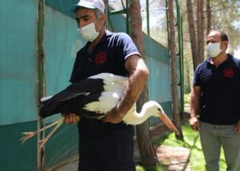 Şanlıurfa’da tedavisi tamamlanan leylek doğaya bırakıldı