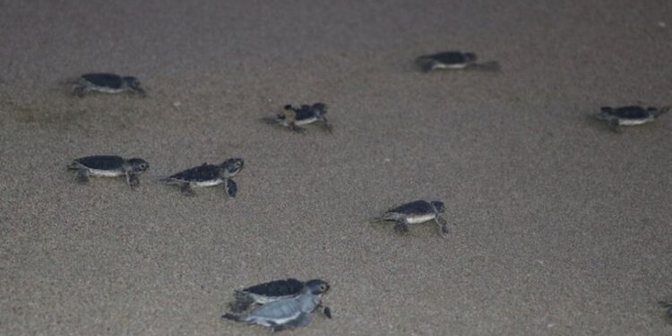 Adana’da yeşil deniz kaplumbağaları denizle buluşuyor