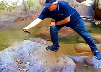 Küre Dağları Milli Parkı’nda, küpeli su yılanı görüldü