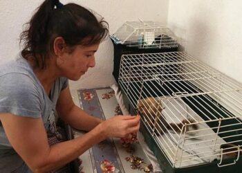 Doğada bulduğu yavru sincapları keçi sütüyle büyüttü