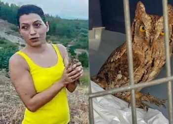 5 aydır evde bakılan kulaklı baykuş, doğaya salındı