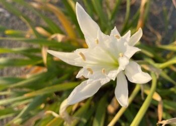 Nesli tükenmekte olan kum zambağı Kocaali sahillerini süslüyor