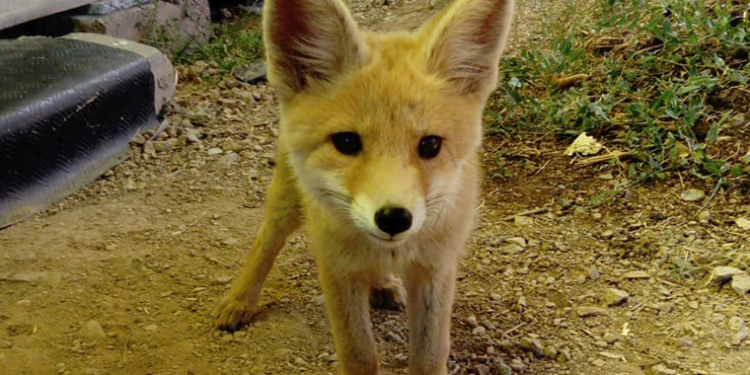 Yavru tilkiyle arıcının dostluğu