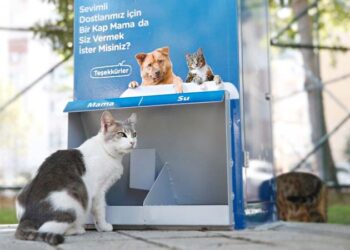 Konak’ta sokakta yaşayan canlılar için ‘Mamamatik’