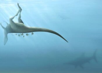 T-Rex ile akraba yeni bir dinozor türü keşfedildi